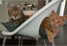 Свинячий грип став котячим