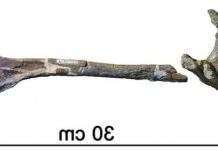 В Австралії відшукали родича T. rex