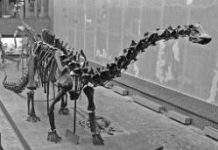 У Кореї знайдені останки рогатого динозавра