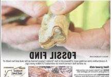 У Каліфорнії знайшли гігантський лінивець