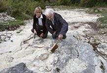 Найбільші сліди динозаврів