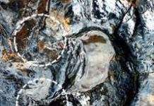 Найбільший слід птерозавра