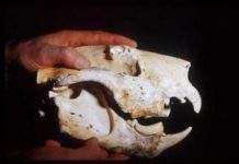 Велетенські кенгуру стрибали по просторах Австралії