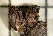 Люди клали в могилу квіти 4 тис. років тому