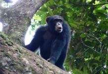 Мавпи навчилися користуватися молотом і ковадлом