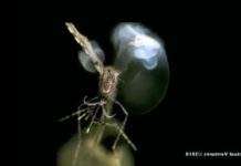 Знищувач комарів вбиває комах за допомогою лазера