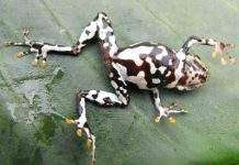 Новий вид жаб відшукали в Коста-Ріці