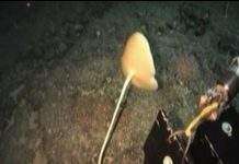 Знайдені нові види глибоководних губок і коралів