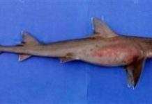 Мексиканець виявив новий вид акул