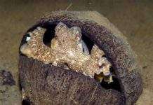 Восьминоги користуються знаряддями праці