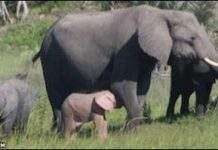 Рожеве слоненя відобразили на фотокамеру