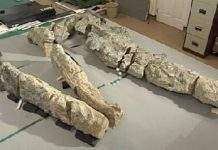 У Британії знайшли череп гігантського плиозавра