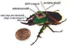 Пентагон розробляє бойових жуків