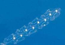 Біля Австралії знайдені сотні нових видів тварин