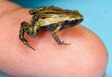 У Перу знайшли одну з самих маленьких жаб