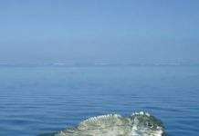 У Новій Зеландії знайшли предок туатары