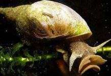 Вчені навчилися закручувати равликам панцири