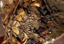 Криваві звичаї царів Ура