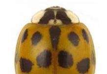 В Японії отримані безкрилі сонечка