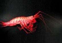 Під льодом Антарктики ховалися невідомі істоти