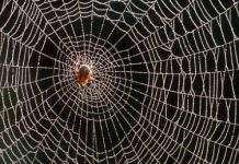 Вчені зробили павутину міцніше