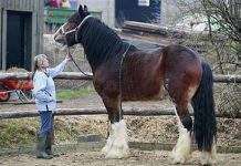 Найвищий у Британії кінь побив світовий рекорд