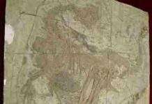 У Китаї знайшли «четырехкрылого» динозавра