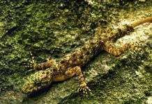 У Камбоджі знайшли невідомого науці гекона