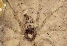 У Китаї знайдені останки павуків Юрського періоду