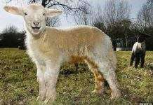 Величезний ягня