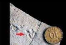 У Кореї знайшли найменші сліди динозавра