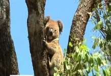 Коалам залишилося жити 30 років