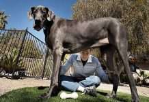 Найвищий у світі пес