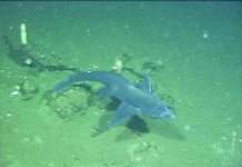 Нові окуляри виявилися розумнішими хамелеонів