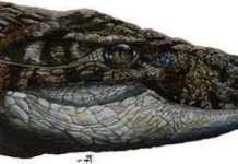 Предок слона був розміром з кролика