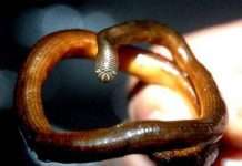 В Англії знайшли кістки стародавнього туру