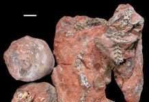 Вчені виявили стародавню амфібію з незвичайною щелепою