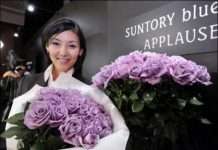 Японці вивели блакитні троянди