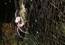 Знайдена стародавня жіноча фігурка віком 40 тис. років