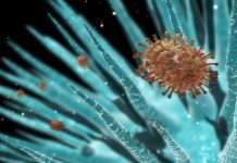 Знайдений новий вірус