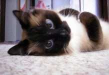 Милі і забавні тварини (32 фото)