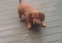 Собака і змія (2 фото)