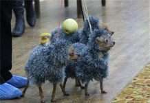 Russian WTF (52 фото)