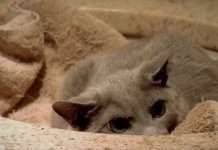 Коли бігти більше нікуди (4 фото)