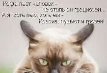 Кращі котоматриці тижні (50 фото)