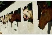 Тварини теж вміють сміятися (18 фото)