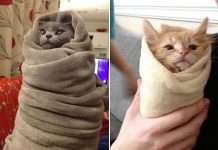 Котяча шаурма (20 фото)