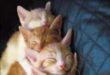 Прикольні котяры (49 фото)