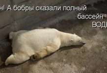 Приколи (76 фото)