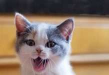 Кошенята (111 фото)